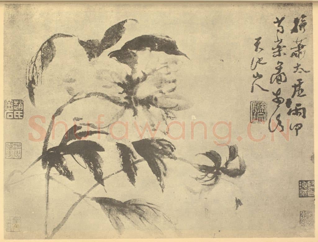 明 徐渭《芍药》国画作品
