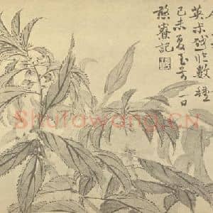 清代 赵之谦国画作品《凤仙花》摘自 南画大成 续集三