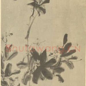 清代 吴昌硕国画作品《桂花》摘自 南画大成 续集三