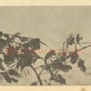 清代 吴昌硕国画作品《菊花图》摘自 南画大成 续集三