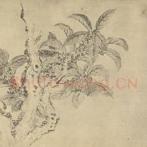 清代 恽寿平国画作品《天香图》摘自 南画大成 续集三