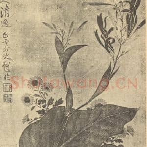 清代 恽寿平国画作品《凤仙花》摘自 南画大成 续集三