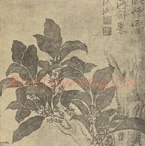 清代 恽寿平国画作品《秋海棠》摘自 南画大成 续集三