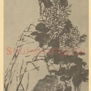 清代 吴昌硕国画作品《菊石》摘自 南画大成 卷二