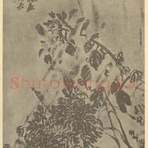 清代 吴昌硕国画作品《菊石》摘自 南画大成 卷二