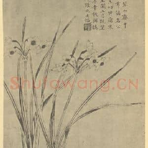明代 张元士国画作品《水仙》摘自 南画大成 卷三