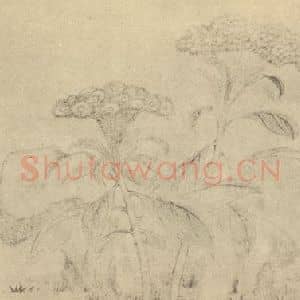 清代 边寿民国画作品《鸡冠花》摘自 南画大成 卷四
