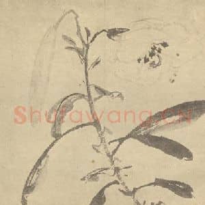 明代 陈淳国画作品《百合》摘自 南画大成 卷四
