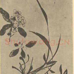 清代 黄钺国画作品《二十四番华信(一)》摘自 南画大成 卷四