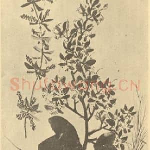 清代 黄钺国画作品《二十四番华信(六)》摘自 南画大成 卷四