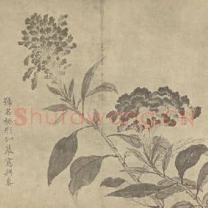 清代 蒋廷锡国画作品《鸡冠花》摘自 南画大成 卷四