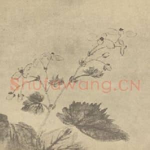 清代 蒋廷锡国画作品《秋海棠》摘自 南画大成 卷四
