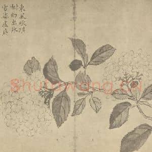 清代 蒋廷锡国画作品《绣球》摘自 南画大成 卷四