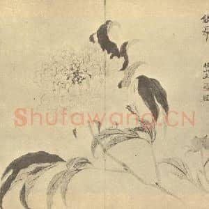 清代 邹一桂国画作品《芍药》摘自 南画大成 卷五