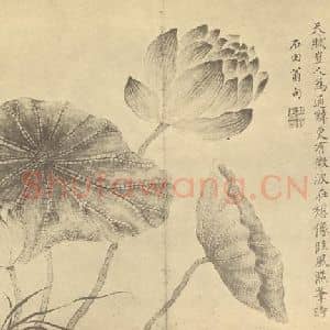 清代 蒋廷锡国画作品《荷花图》摘自 南画大成 卷五