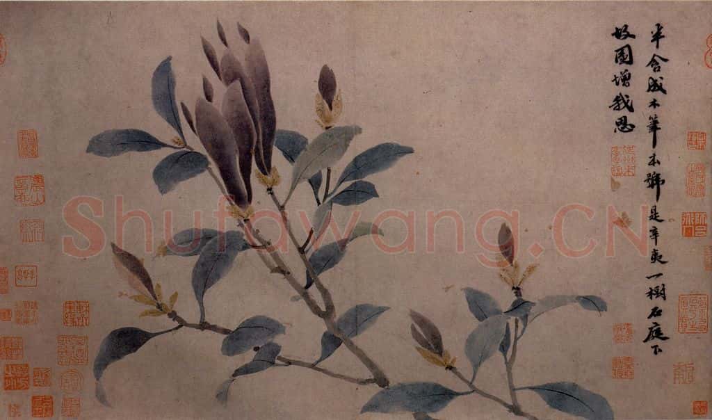 不明 沈周《墨莱辛夷图》书画作品