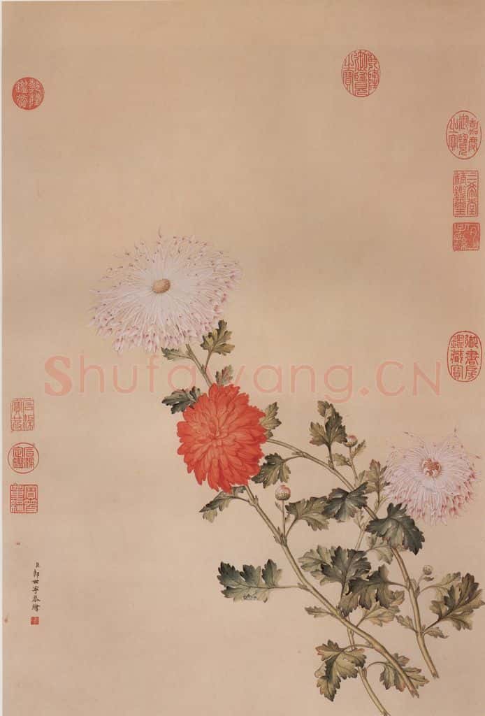 清 郎世宁《画洋菊》书画作品