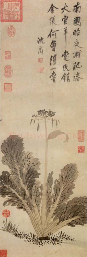 明 沈周《蔬菜》书画作品
