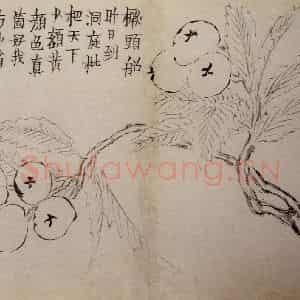 1759年 金农《杂画册》国画花鸟作品图片鉴赏