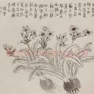 1754年 金农《杂画册》国画花鸟作品图片鉴赏