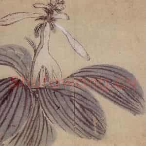 1761年 金农《花卉册》国画花鸟写意作品图片鉴赏