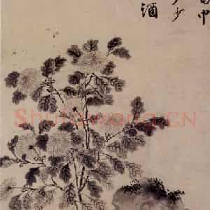 明代 唐寅《菊花图》国画花鸟作品图片鉴赏