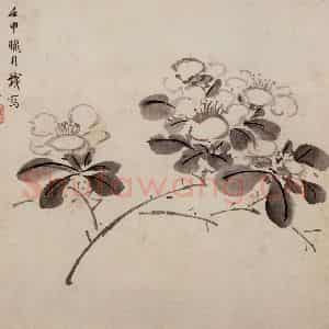明代 周之冕《花卉图册》国画花鸟作品图片鉴赏