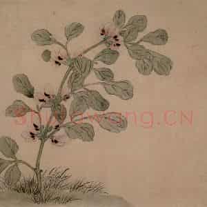 1749年 汪士慎《花卉册》国画花鸟写意作品图片鉴赏