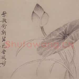清代 边寿民《白描花果册》国画花鸟写意作品图片鉴赏
