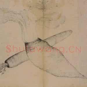 1728年 边寿民《蔬果册》国画花鸟写意作品图片鉴赏