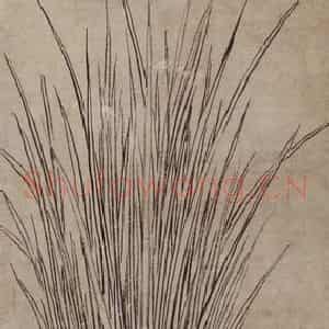 清代 罗聘《菖蒲图》国画花鸟作品图片鉴赏
