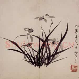 清代 罗聘《兰花册》国画花鸟作品图片鉴赏