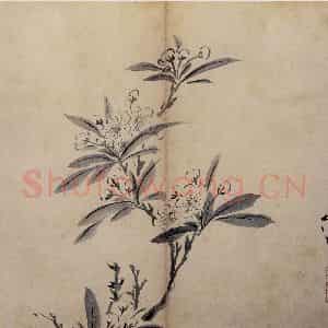 明代 陈淳《花卉册》国画花鸟作品图片鉴赏