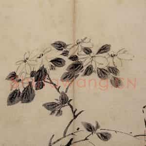 明代 陈淳《花卉册》国画花鸟作品图片鉴赏