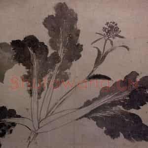 沈周《墨莱辛夷图》国画花鸟写意作品图片鉴赏