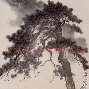 1963年 张安治《庐山雨松》国画花鸟作品图片鉴赏