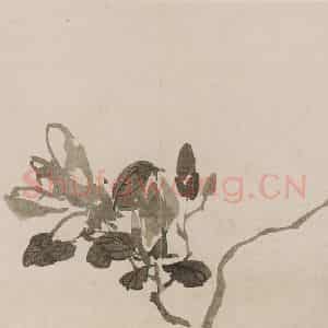 清代 高其佩《高其佩竹石花卉图册》国画花鸟作品图片鉴赏