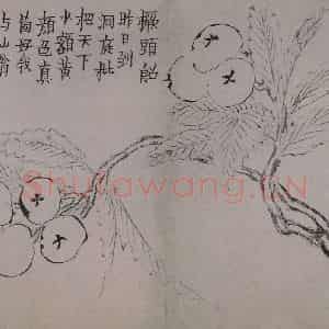 清代 金农《金农杂画图册》国画综合作品图片鉴赏