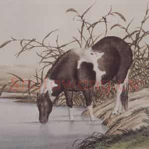 1923年 马晋《马晋骏马图册》国画花鸟作品图片鉴赏