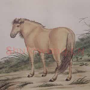 1923年 马晋《马晋骏马图册》国画花鸟作品图片鉴赏