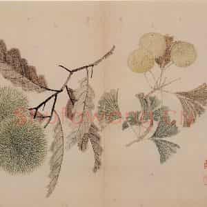 清朝 恽寿平《写生》国画花鸟作品图片鉴赏