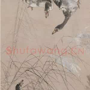 张书旗《芦雁图》国画花鸟作品图片鉴赏