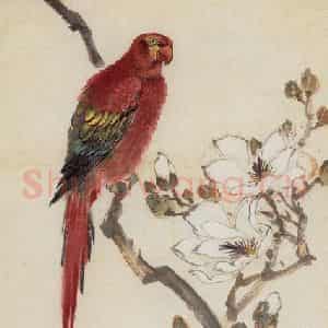1956年 汪慎生《玉兰鹦鹉》国画花鸟工笔作品图片鉴赏