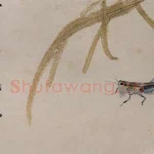 1924年 齐白石《草虫册页》国画花鸟作品图片鉴赏