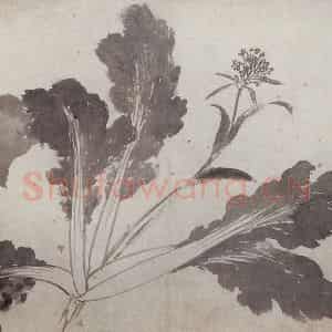 明代 沈周《墨菜辛夷图卷》国画花鸟作品图片鉴赏