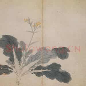 明代 沈周《卧游图册》国画花鸟作品图片鉴赏