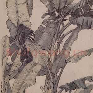 1939年 宗其香《芭蕉》国画综合作品图片鉴赏