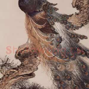 1953年 蔡鹤洲《孔雀》国画花鸟作品图片鉴赏