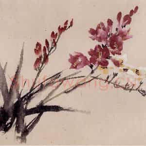 1957年 蔡鹤洲《菖兰小写》国画花鸟作品图片鉴赏