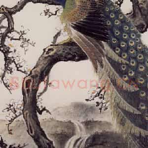 1980年 彭友善《孔雀》国画花鸟作品图片鉴赏